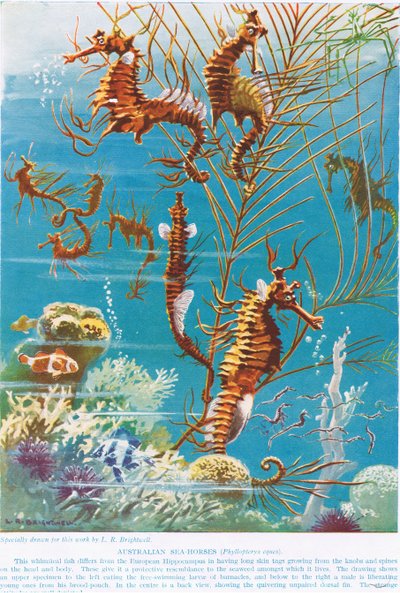 澳大利亚海马，来自&39;生命科学&39;的插图 作者 伦纳德·罗伯特·布莱特威尔